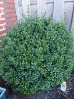 Buxus sempervirens Buxus sempervirens
