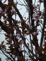 Prunus cerasifera Nigra