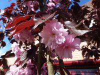 Prunus Royal Burgundy 