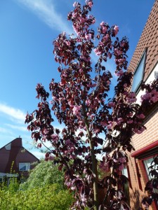 Prunus serr. Royal Burgundy