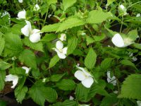 Rhodotypos scandens Rhodotypos scandens