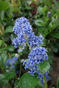 Ceanothus arboreus Trewithen Blue