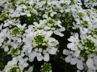 Iberis sempervirens Iberis sempervirens