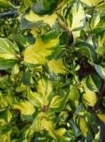 Ilex altaclerensis Lawsoniana