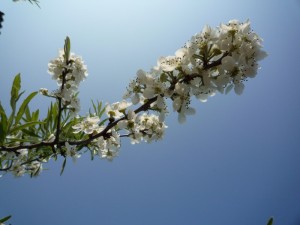 Bloei Pyrus Salicifolia Pendula
