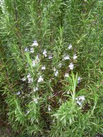 Rosmarinus officinalis Rosmarinus officinalis
