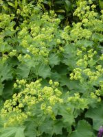 Alchemilla mollis Vrouwenmantel