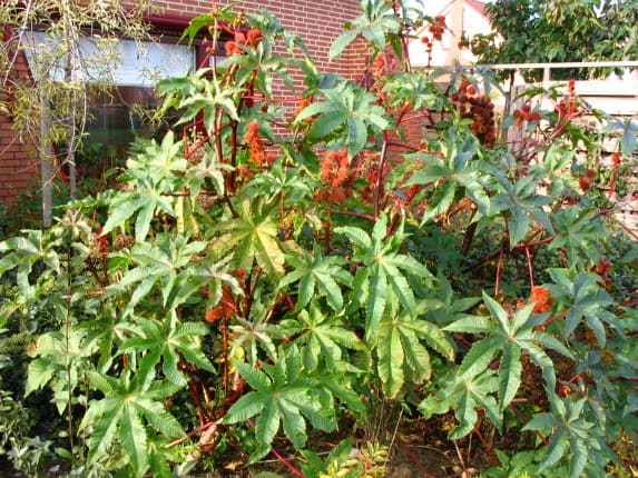 Wonderboom Ricinus communis zaaien, standplaats,