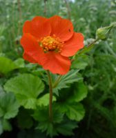 Geum coccineum Borisii