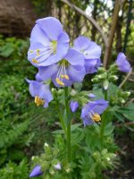 Polemonium reptans Blue Pearl