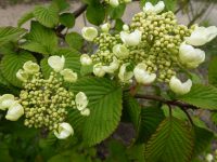 Viburnum plicatum Mariesii