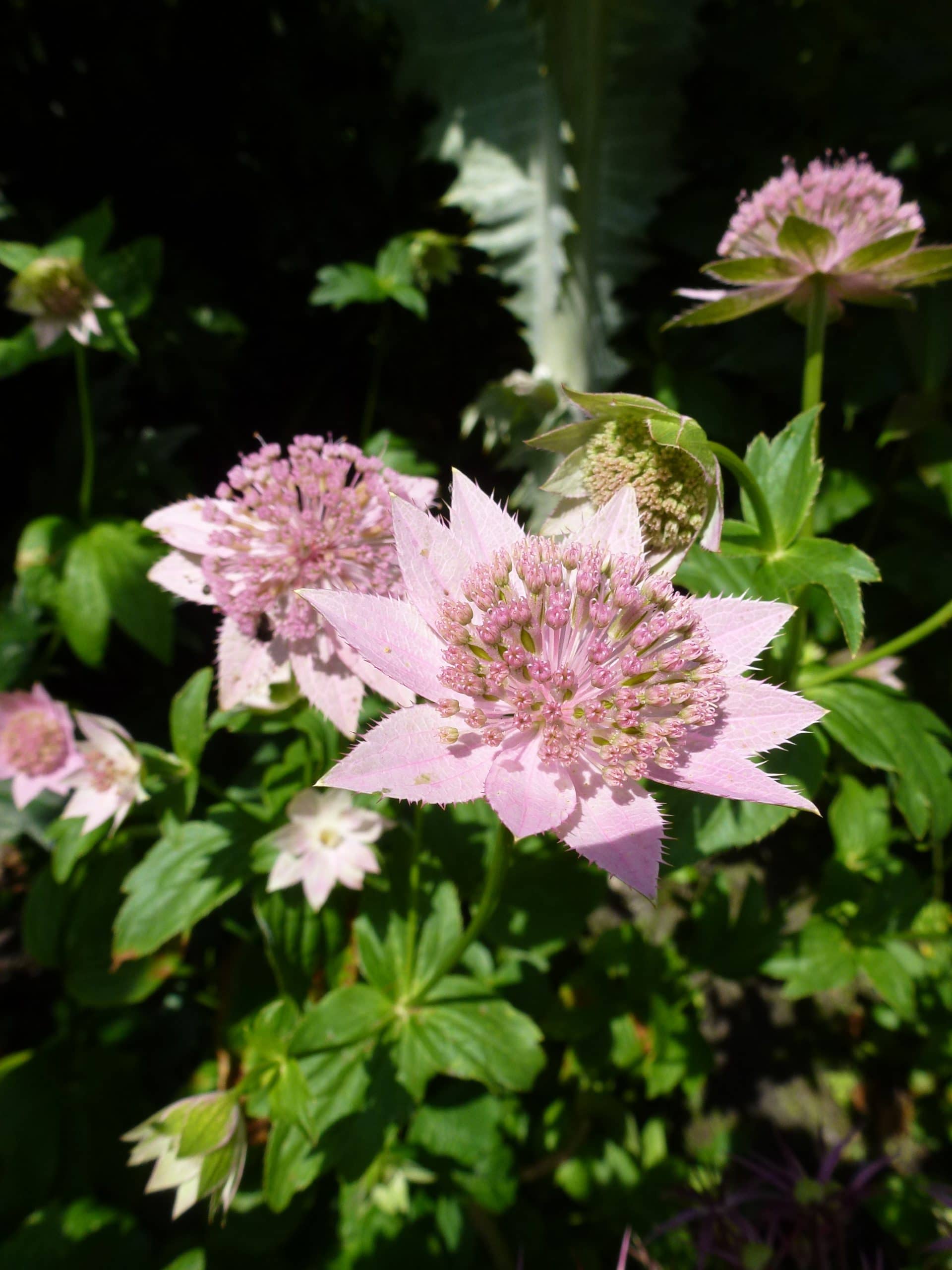 Astrantia Maxima