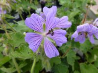Geranium himalayense