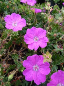Geranium sanguineum Max Frei