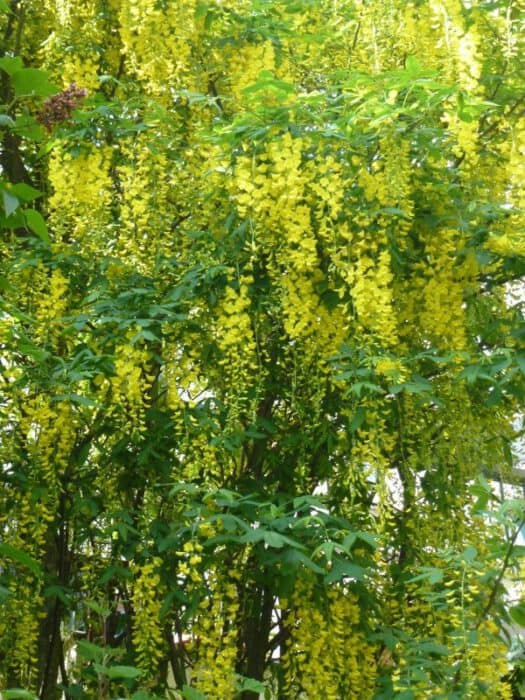Geheim Begrafenis welvaart Laburnum anagyroides - Goudenregen: Verzorging en bloei