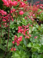 Heuchera sanguinea Leuchtkaefer