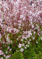 Saxifraga urbium