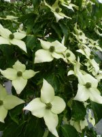 Cornus Kousa chinensis