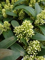 Skimmia japonica Finchy