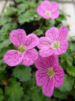 Erodium x variabile Bishop’s Form