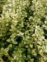 Euonymus fortunei Silverstone