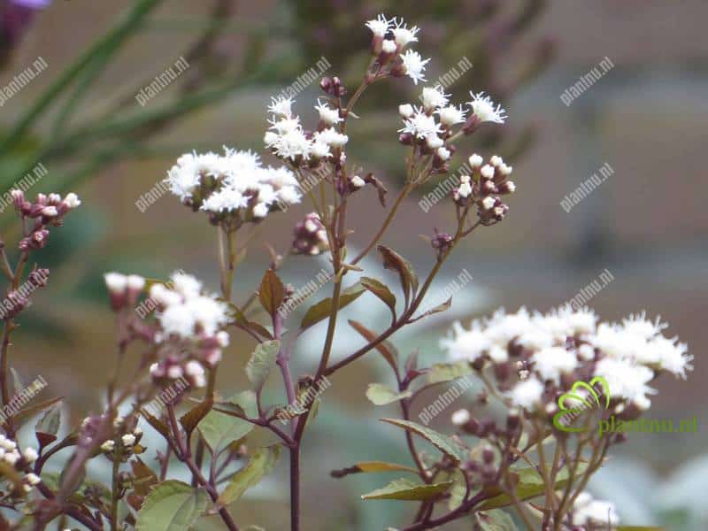 Eupatorium rugosum Chocolate