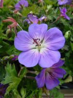 Geranium Rozanne