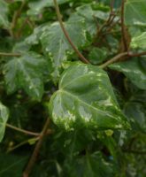 Hedera helix Kolibri Hedera helix Kolibri