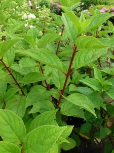 Hydrangea paniculata Wims Red