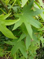 Liquidambar styraciflua Worplesdon
