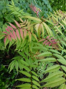 Sorbaria sorbifolia Sem