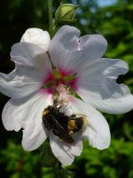 Lavatera Barnsley Lavatera Barnsley