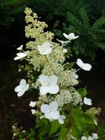 Hydrangea paniculata Kyushu Hydrangea paniculata Kyushu