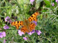 vlinders lokken naar de tuin vlinders lokken naar de tuin