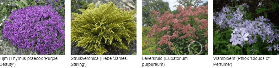 Vlinderplanten kopen