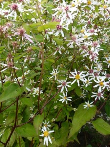 Aster divaricatus