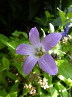 Campanula lactiflora Prichard Variety Campanula lactiflora Prichard Variety