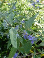 Caryopteris clandonensis Heavenly Blue Caryopteris clandonensis Heavenly Blue