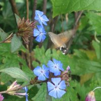 Ceratostigma willmottianum