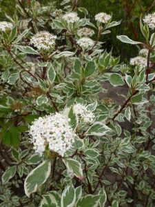 Cornus alba Elegantissima