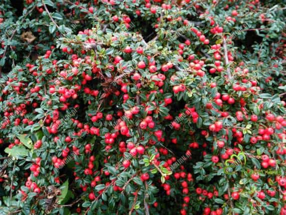 Cotoneaster Horizontalis Cotoneaster Horizontalis