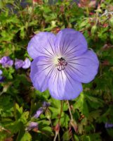 Geranium Azure Rush Geranium Azure Rush