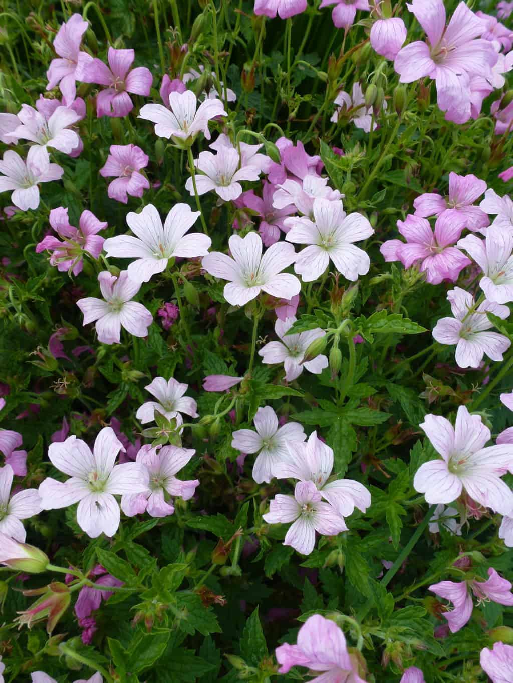 Geranium oxonianum Rose Clair