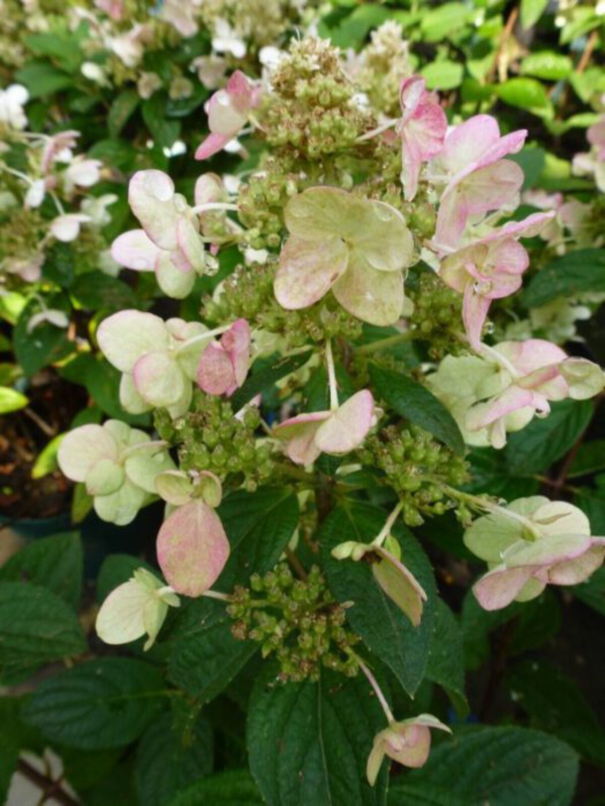 Hydrangea Pan Magical Fire Pluimhortensia