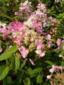 Hydrangea paniculata Magical Fire