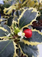 Ilex Argentea Marginata