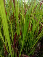 Imperata cylindrica Red Baron