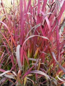 Imperata cylindrica Red Baron