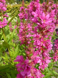 Lythrum salicaria Robert