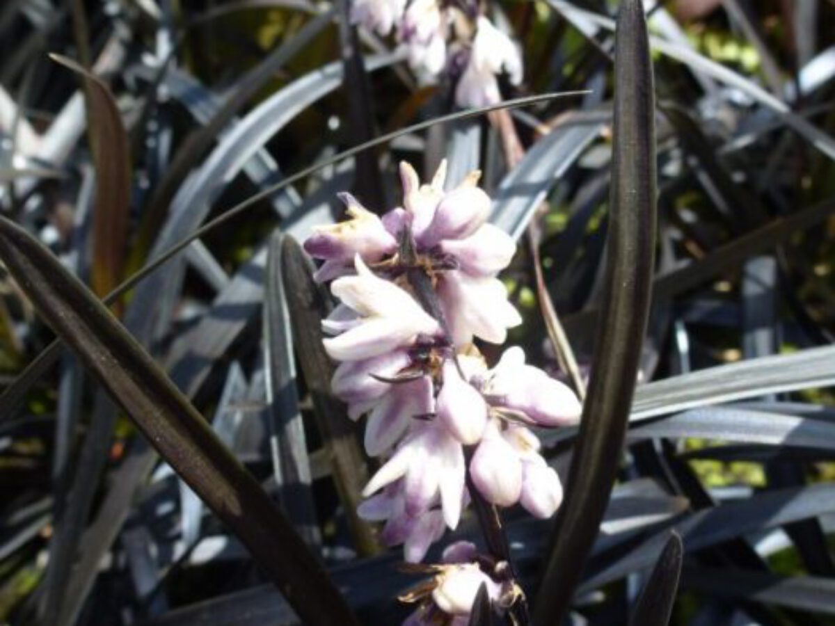 Ophiopogon Planiscapus Niger Zwart Gras Slangenbaard
